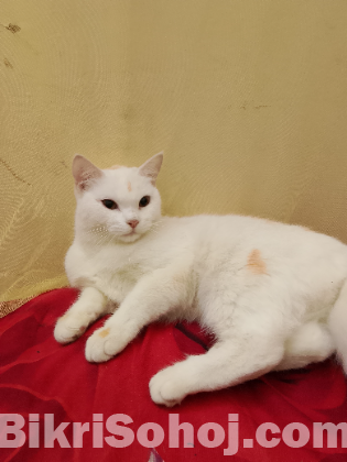 Persian mixed breed cat